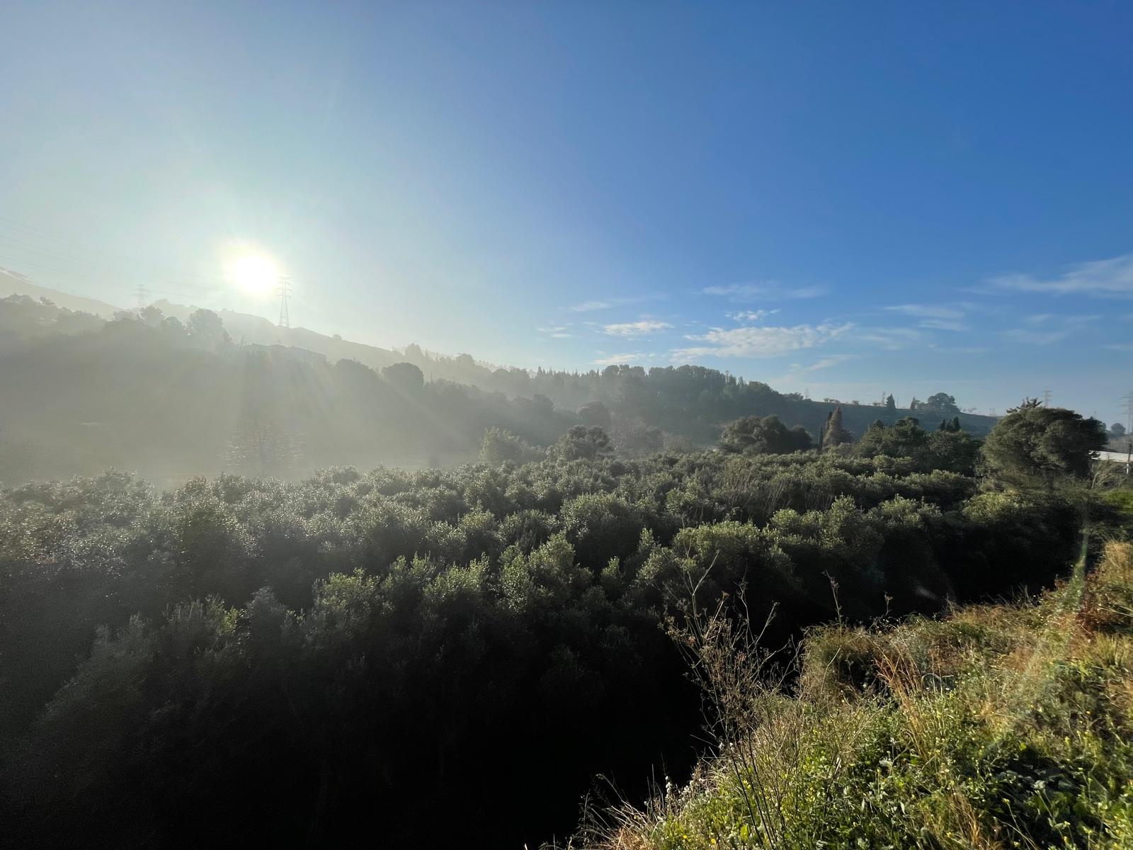 feixes oliveres Collserola