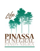 pinassa