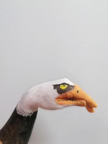 aguila