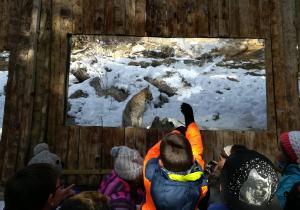 escuelas pallars escogen nombre lince pirineos