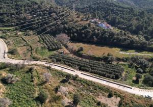 feixes oliveres collserola