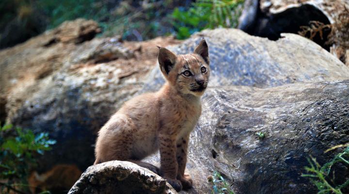 european lynx at mónnatura pirineus