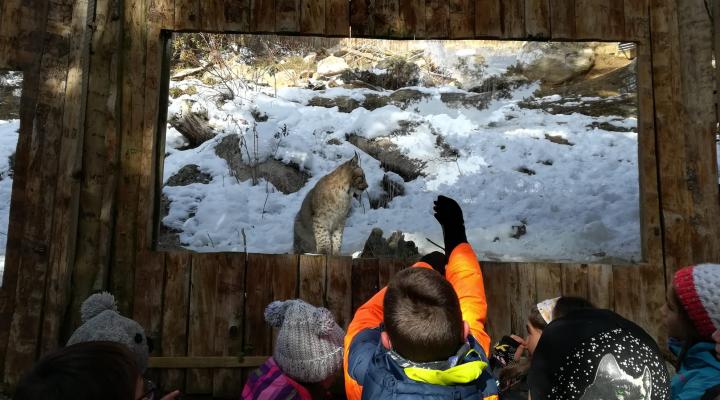 schools pallars choose name lynx pyrenees