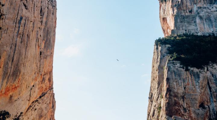 Falcon in the Mont-rebei Gorge