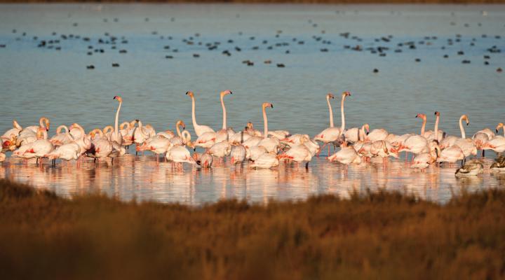 Flamingos