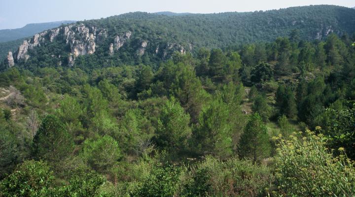 Vilalta forests