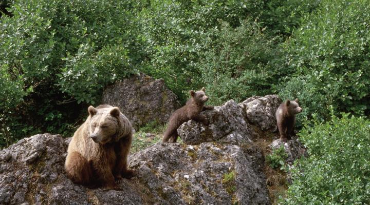 brown bear family