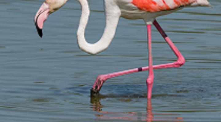 La visita dels flamencs