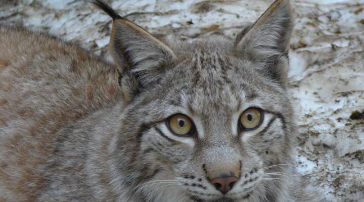 Fauna de los pirineos