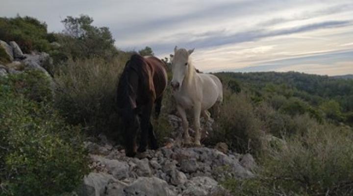 cavalls
