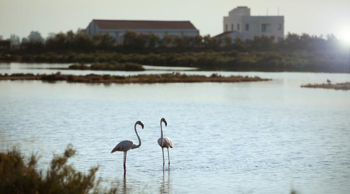 Nova temporada de MónNatura Delta de l'Ebre