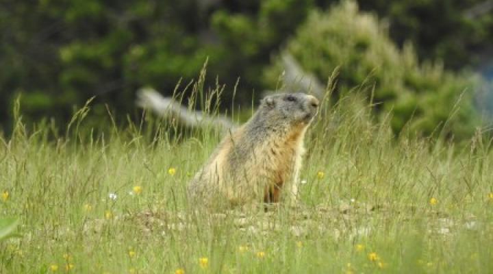 El despertar de les marmotes