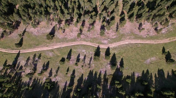 gestión forestal en Alinyà