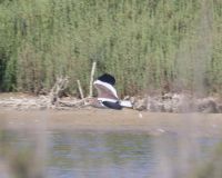 Avefría coliblanca en MónNatura Delta del Ebro