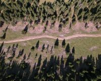 gestió foresta a Alinyà