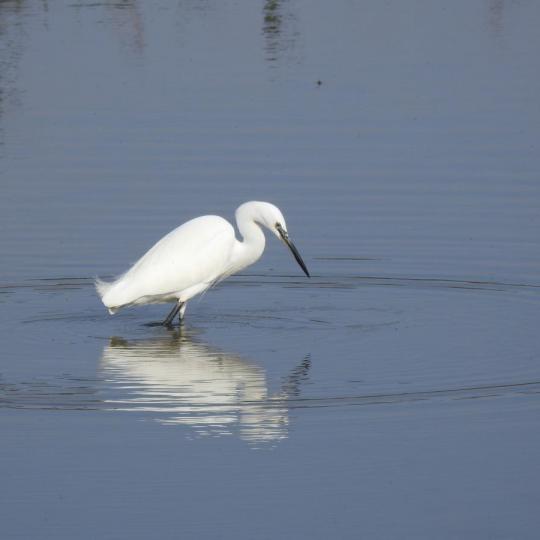 Les aus del Delta de l’Ebre