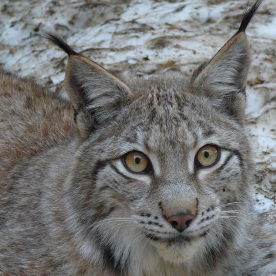 Fauna dels pirineus