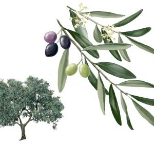 Olive Tree