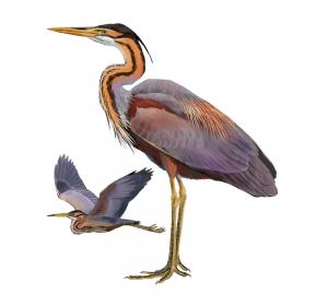 Purple heron