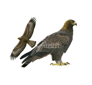 Golden eagle