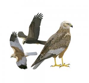 Western marsh harrier 