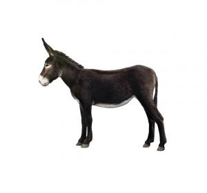 Catalan donkey