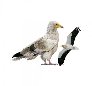 Egyptian vulture