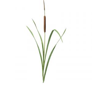 bulrush