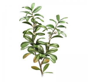 Boxwood