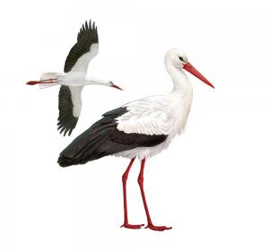 Stork