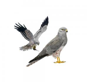 Montagu's harrier 