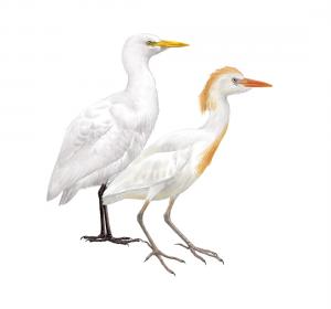 Cattle egret