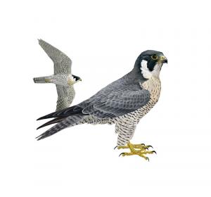 Peregrine falcon 