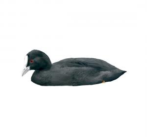 Common coot 