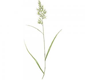 false oat-grass