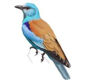 European roller 