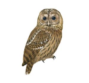 Tawny Owl 