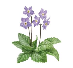 Pyrenean violet