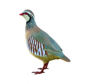 Partridge 