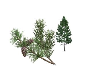 Pine groves