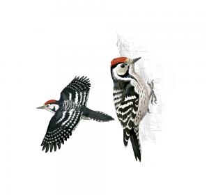Small woodpecker 