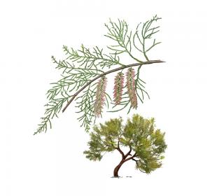 Tamarisk