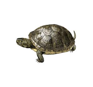 Pond turtle