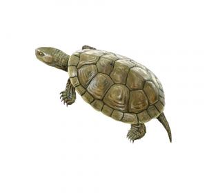 Spanish pond turtle