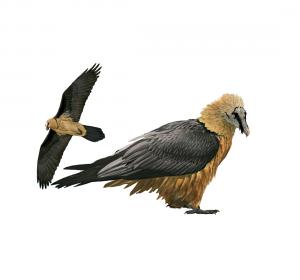 Bearded vulture