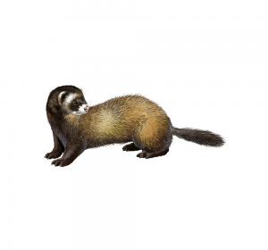 Polecat 