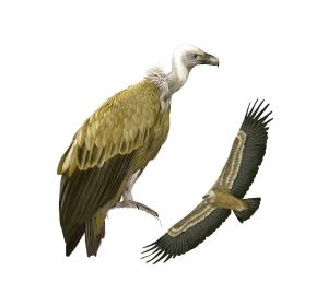Common vulture