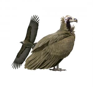 Black vulture 