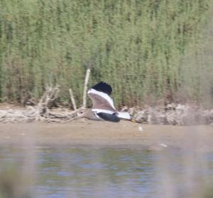 Avefría coliblanca en MónNatura Delta del Ebro