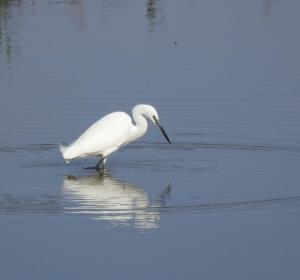 Les aus del Delta de l’Ebre